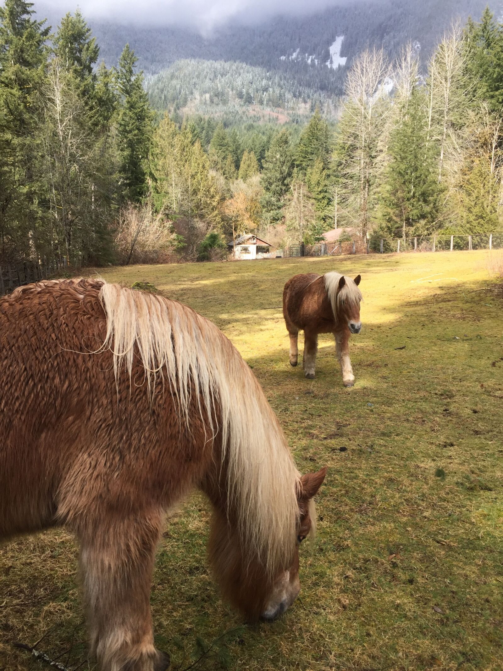 Apple iPhone 6 sample photo. Horse, countryside, country photography