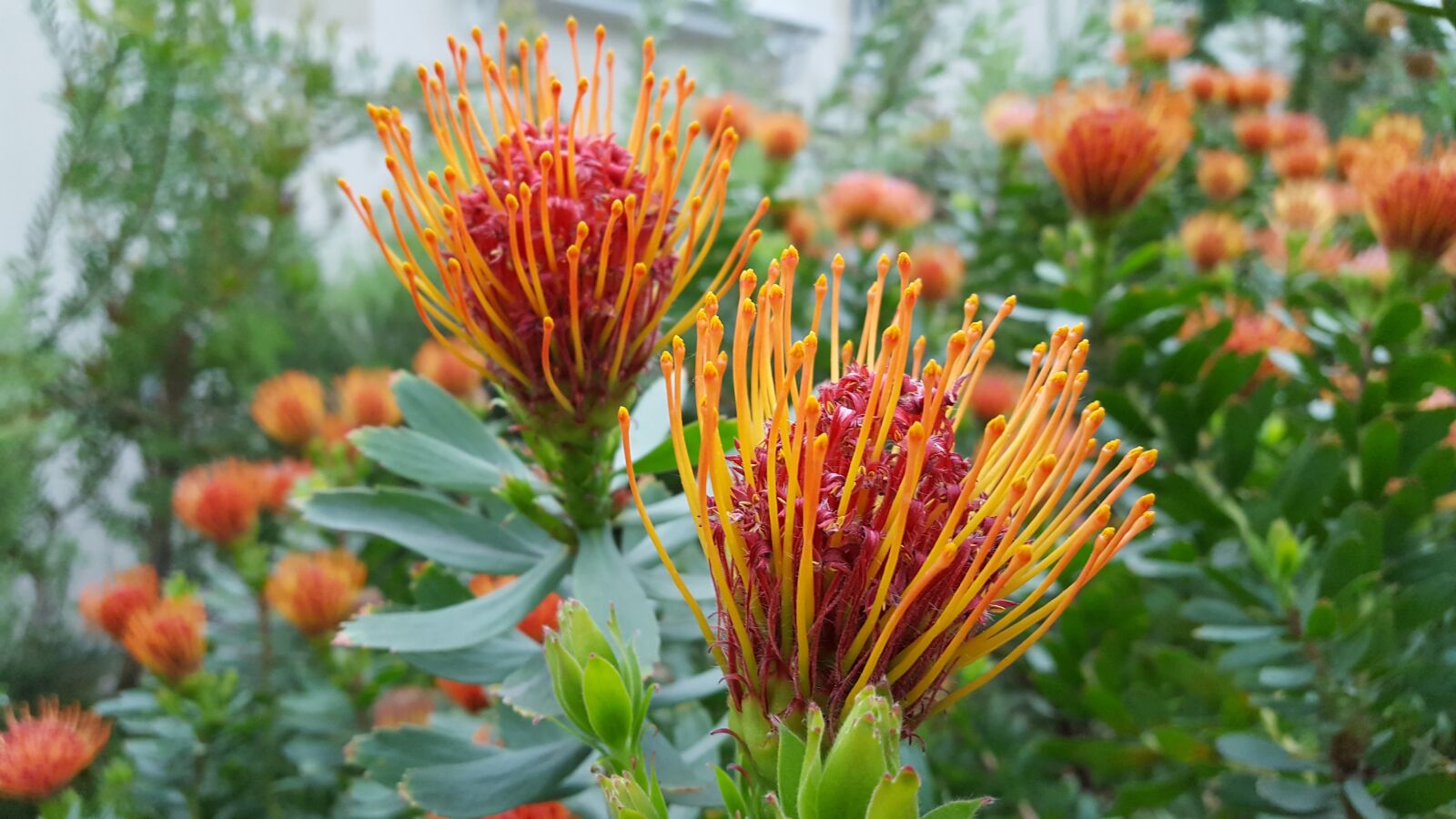 Samsung Galaxy S6 sample photo. Protea, sugar bushes, sugar photography