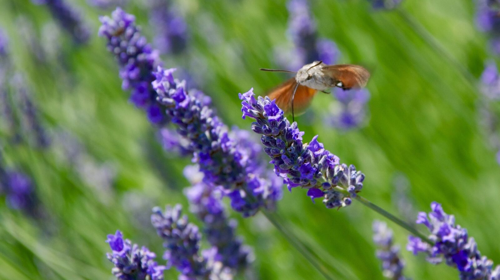 Nikon D80 sample photo. Insect, italy, outdoor photography