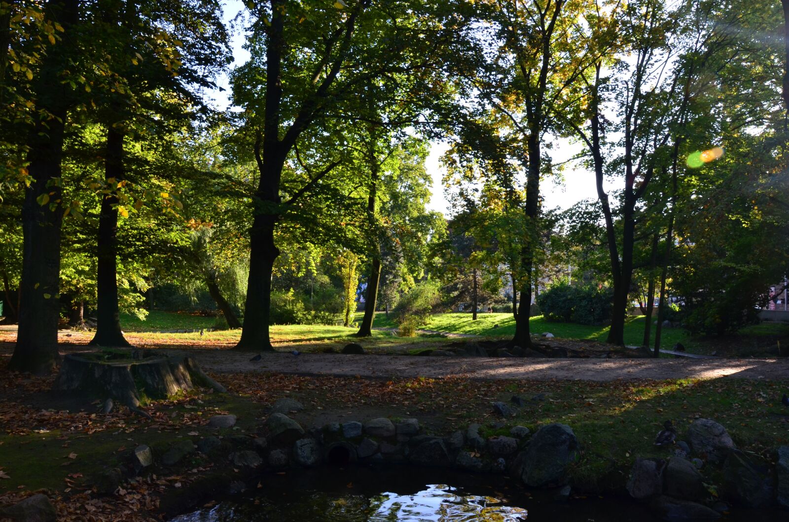 Nikon D5100 sample photo. Park, the sun, afternoon photography