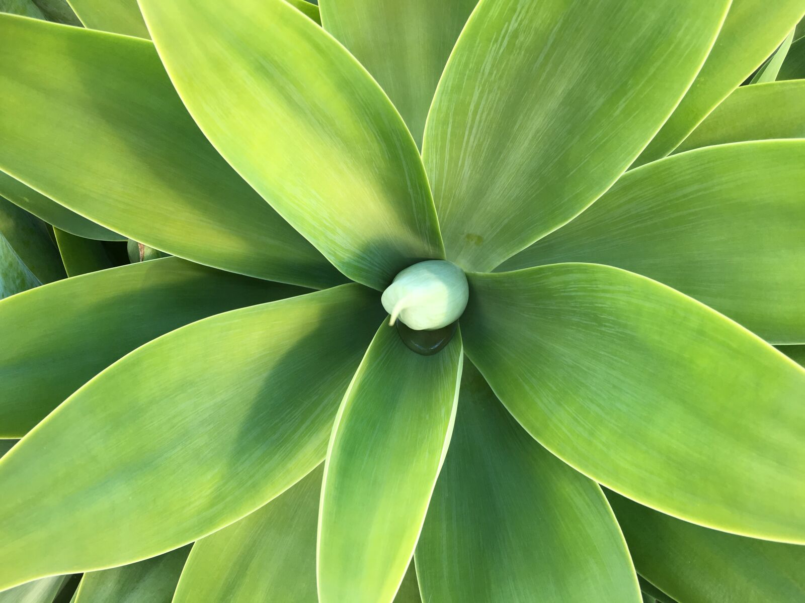 Apple iPhone 6s Plus sample photo. Agave, green, plant photography