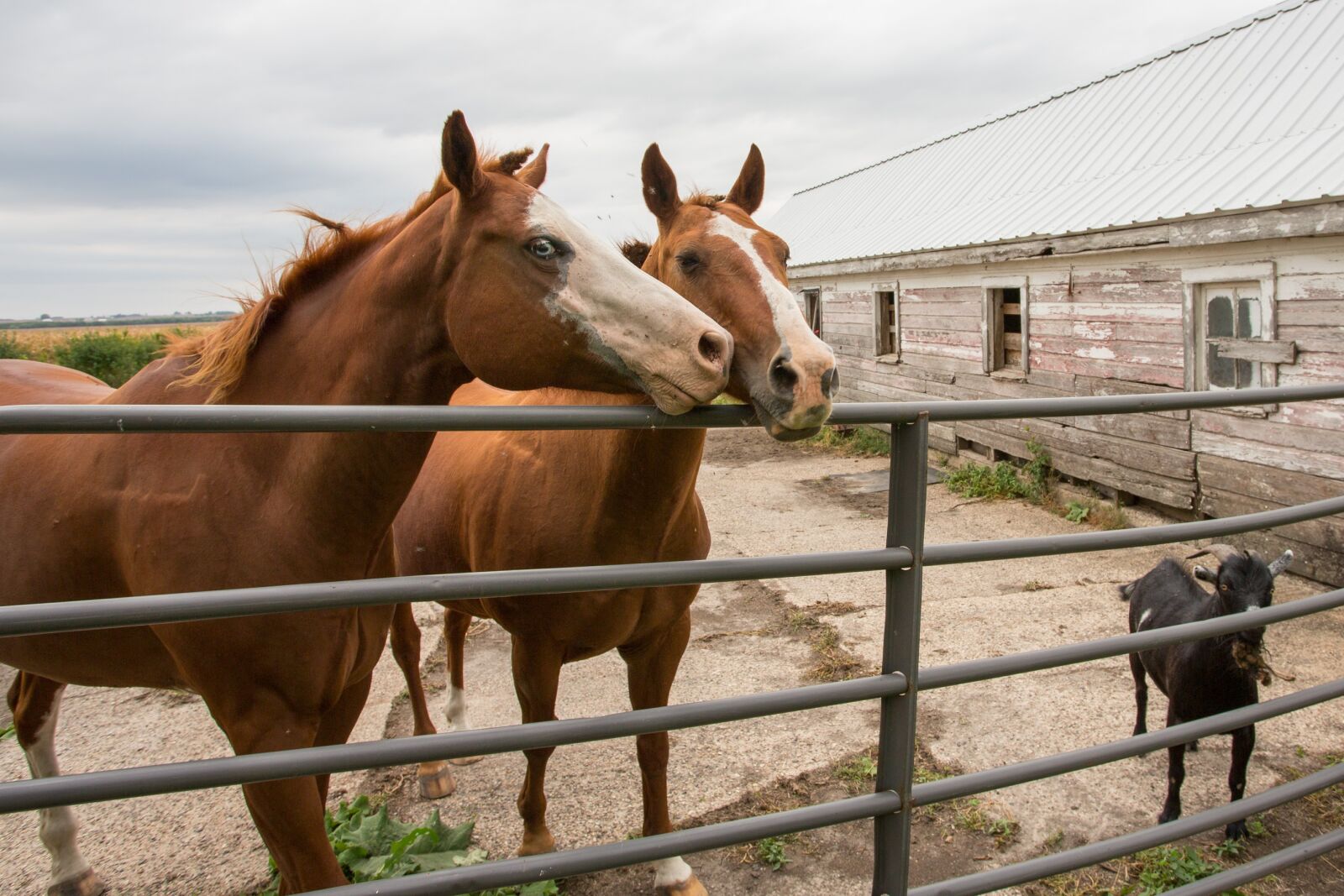 Canon EF 17-40mm F4L USM sample photo. Acreage, live stock, horses photography