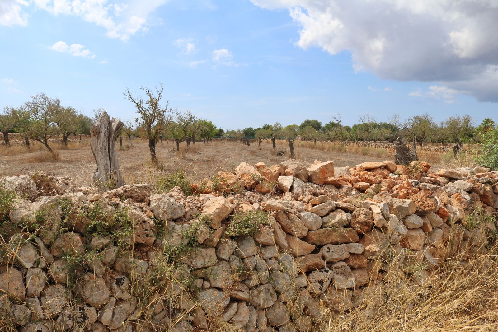 Canon EOS 750D (EOS Rebel T6i / EOS Kiss X8i) sample photo. Mallorca, landscape, stone wall photography