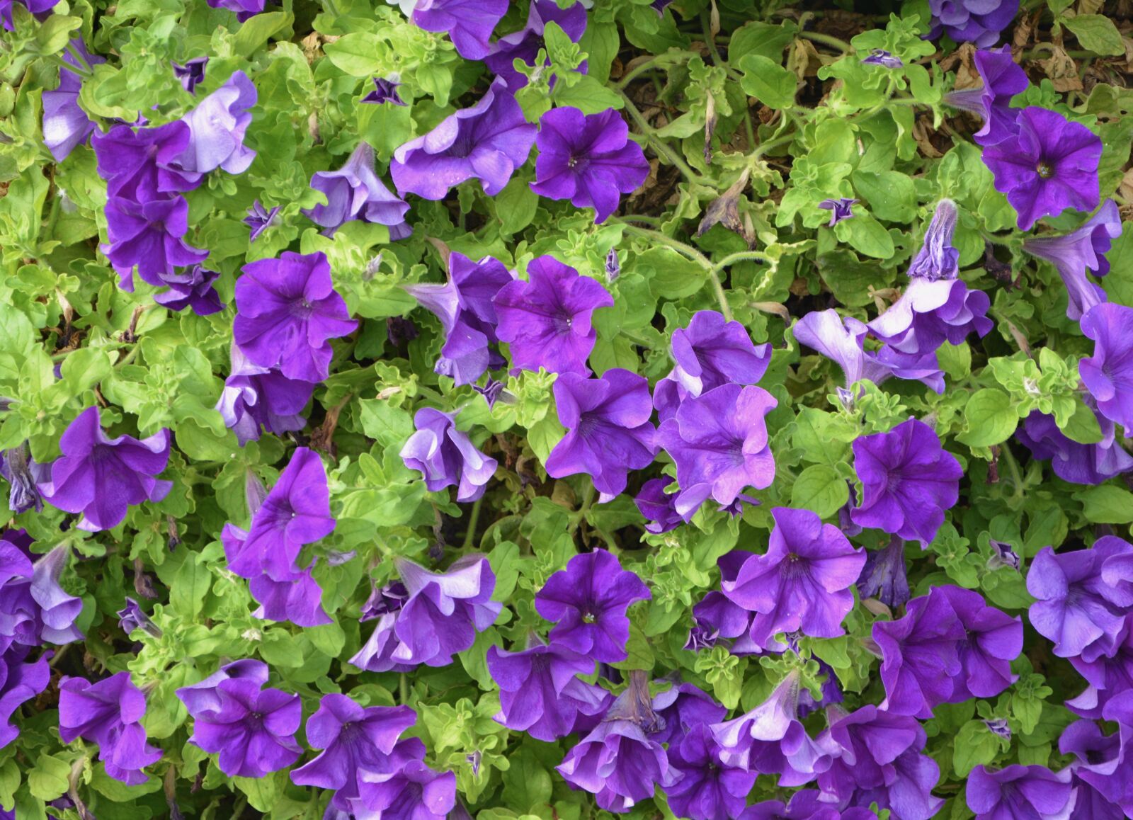 Nikon D5200 sample photo. Petunia purple, green leaves photography