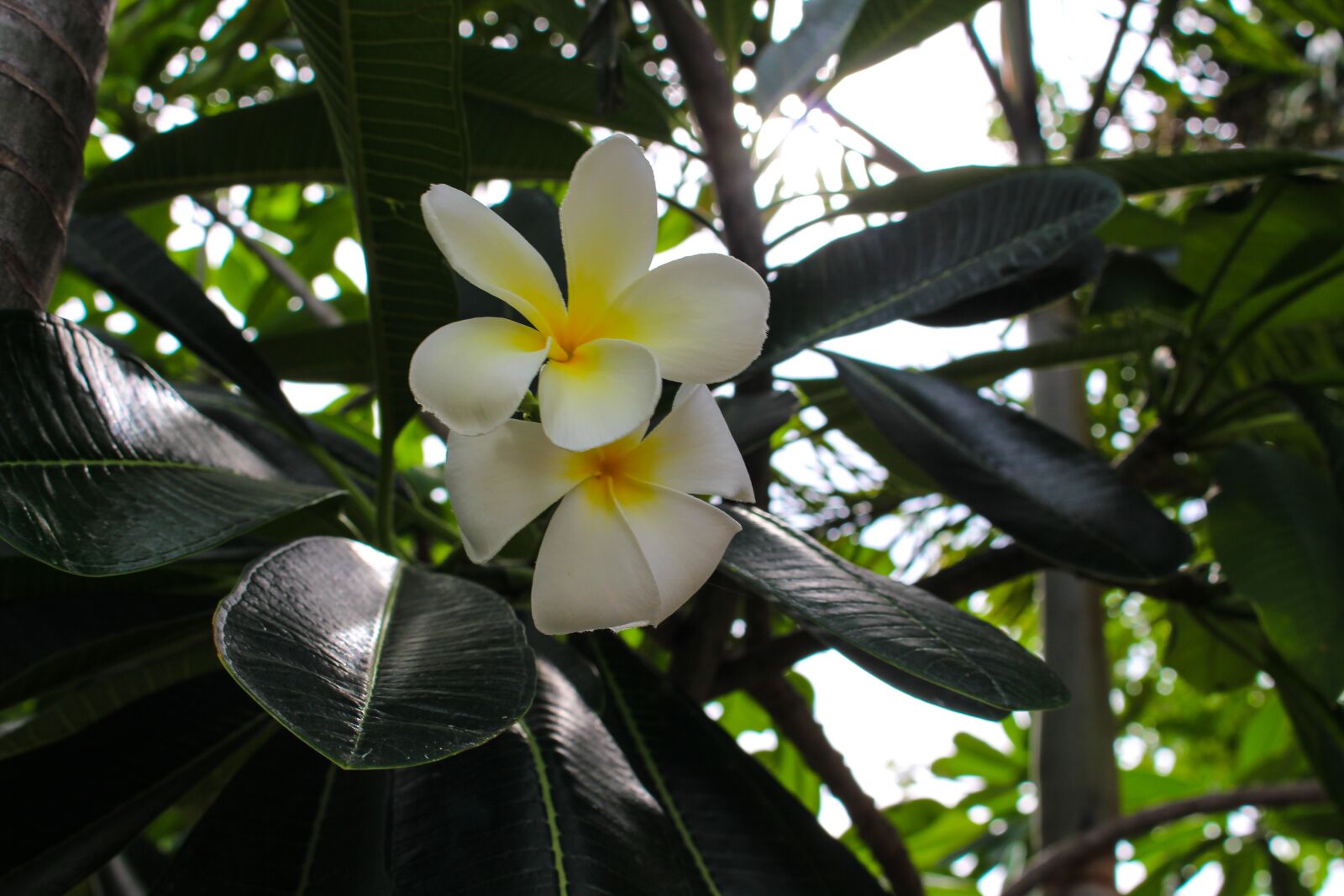 Canon EOS 700D (EOS Rebel T5i / EOS Kiss X7i) sample photo. More information, flower, leaves photography