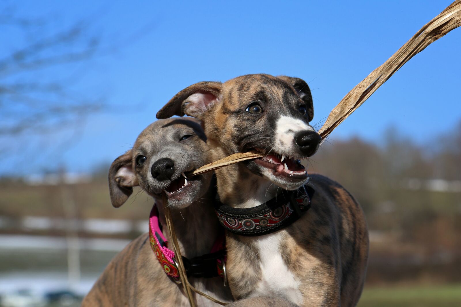 Canon EOS 70D sample photo. Whippet, puppies, greyhound photography