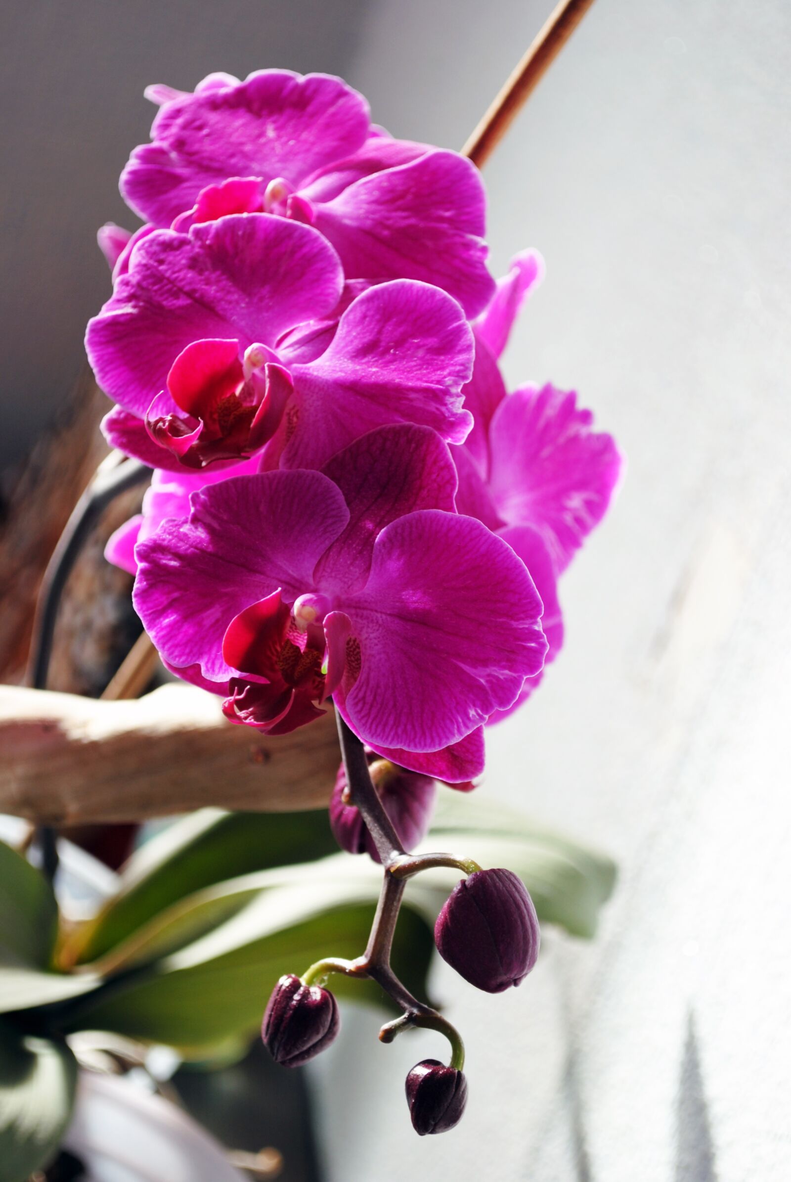 Nikon D3000 sample photo. Orchid, flower, bloom photography