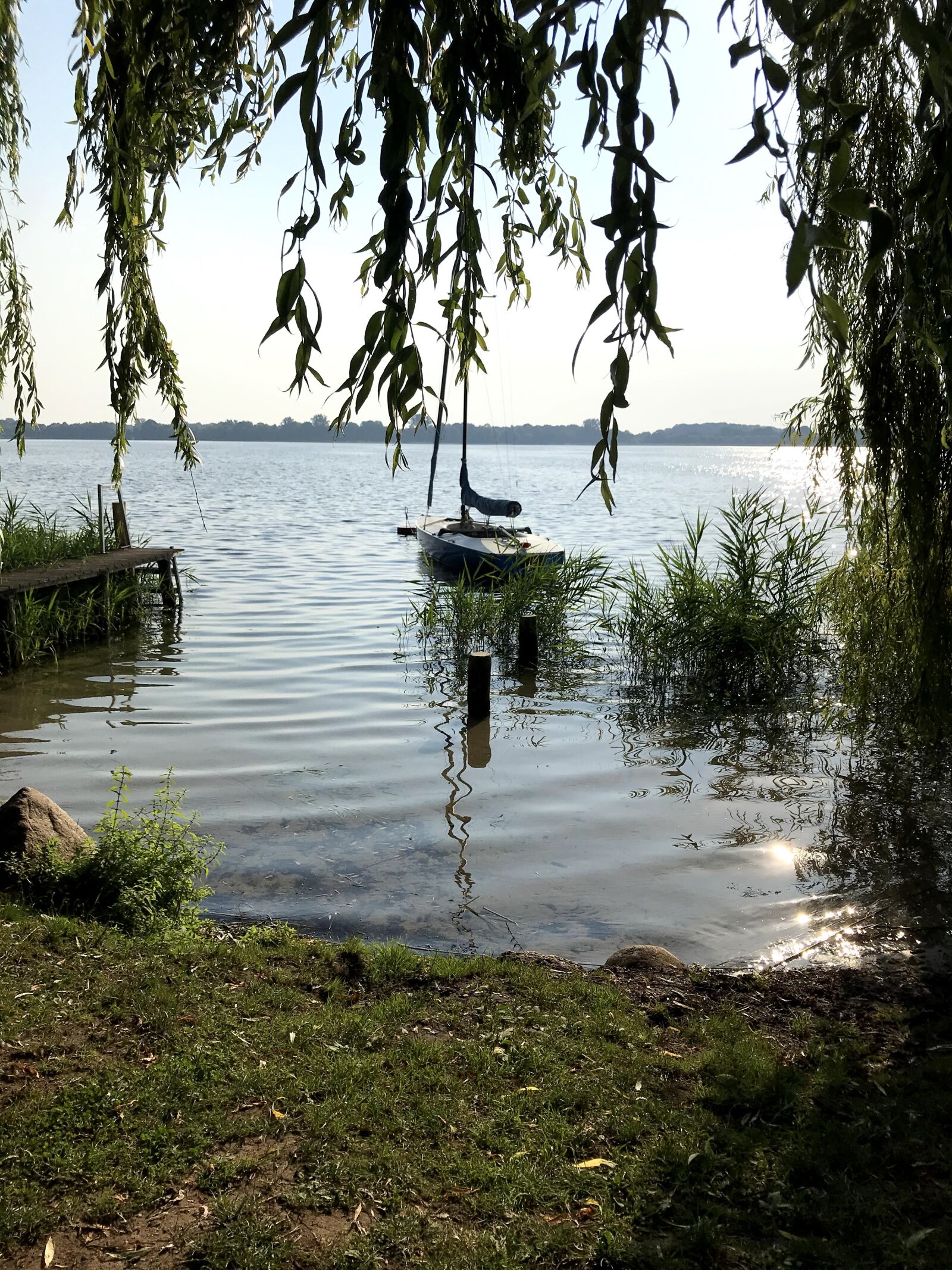 iPhone 7 back camera 3.99mm f/1.8 sample photo. Water, lake, tree photography