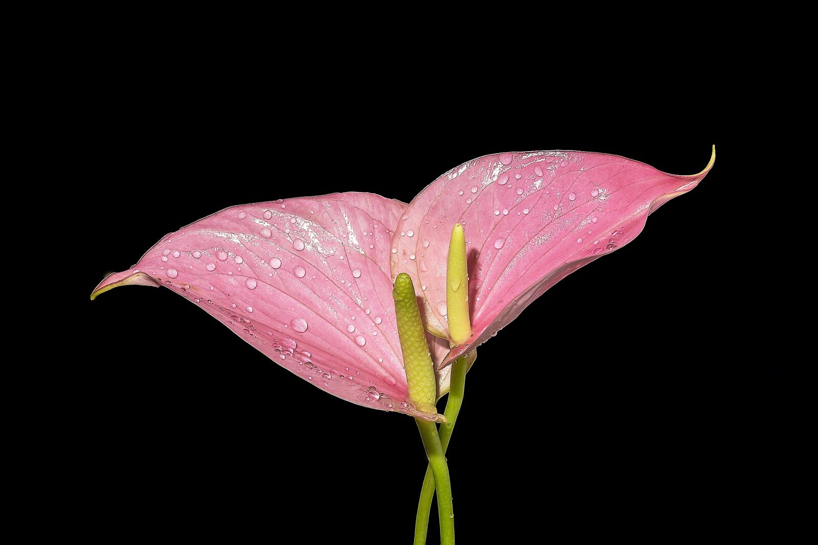 Nikon D7100 sample photo. Flower, pink calla, plants photography