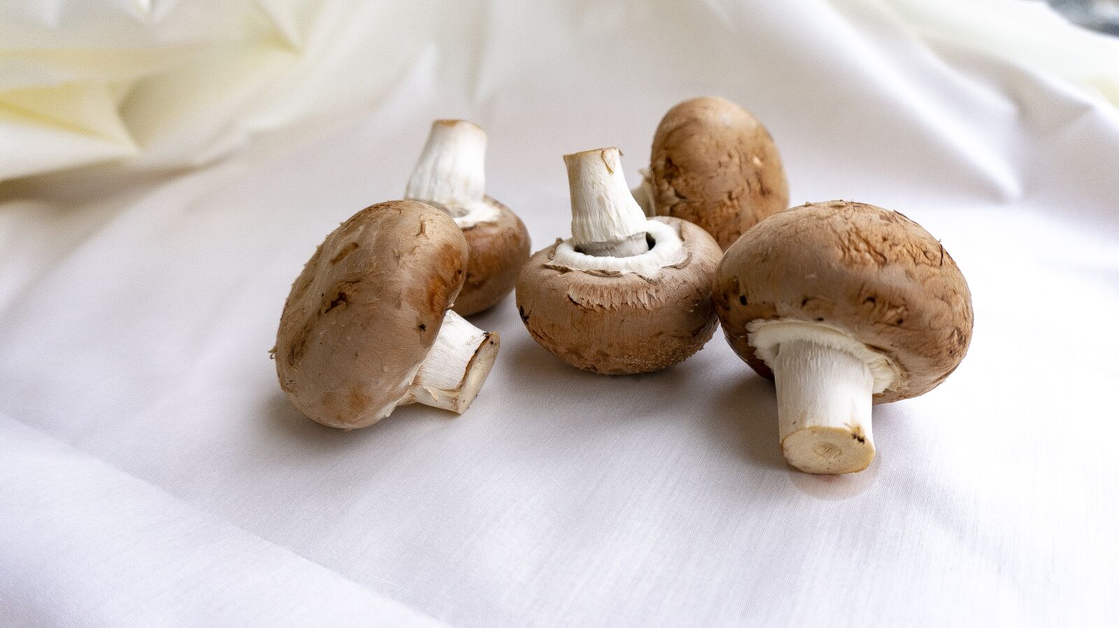 Sony Alpha NEX-5T sample photo. Mushrooms, autumn, mushroom photography
