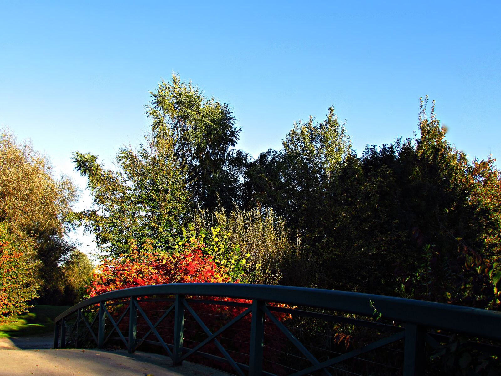Canon PowerShot SX30 IS sample photo. Autumn, foliage, red photography