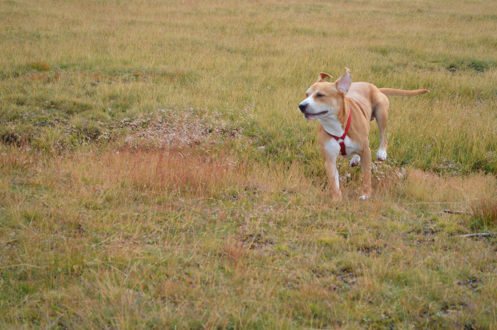 Nikon D3200 sample photo. Dog, joy, play photography