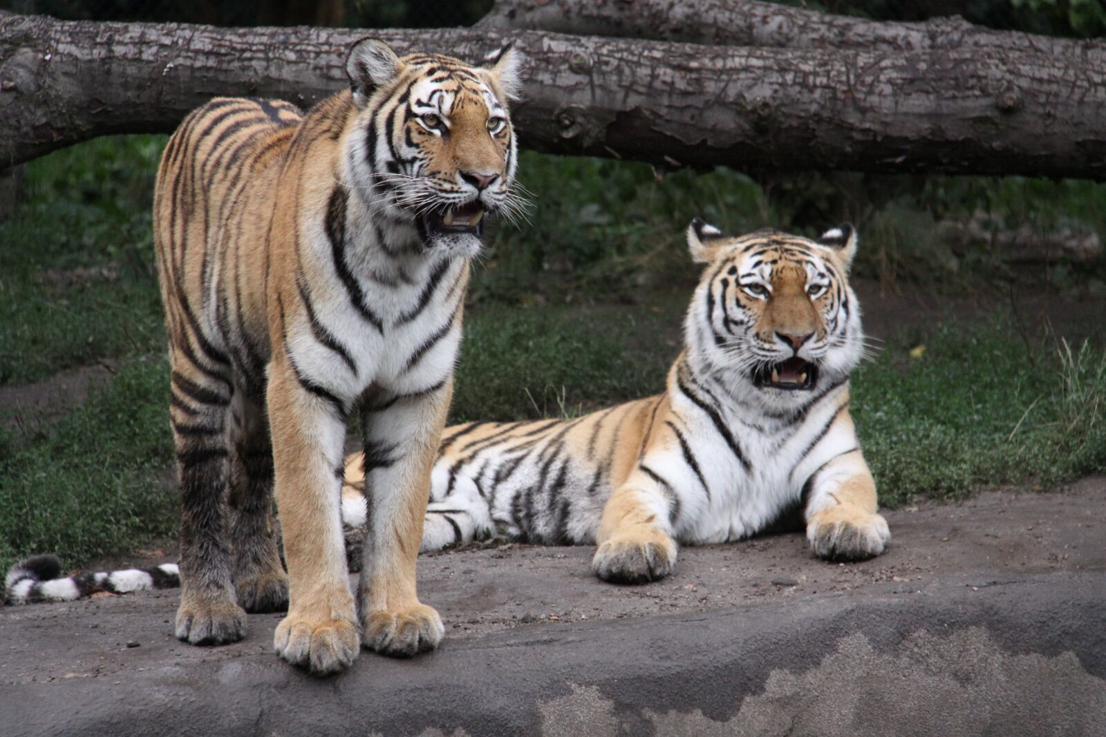Canon EOS 50D sample photo. Tiger, amurtiger, siberian tiger photography