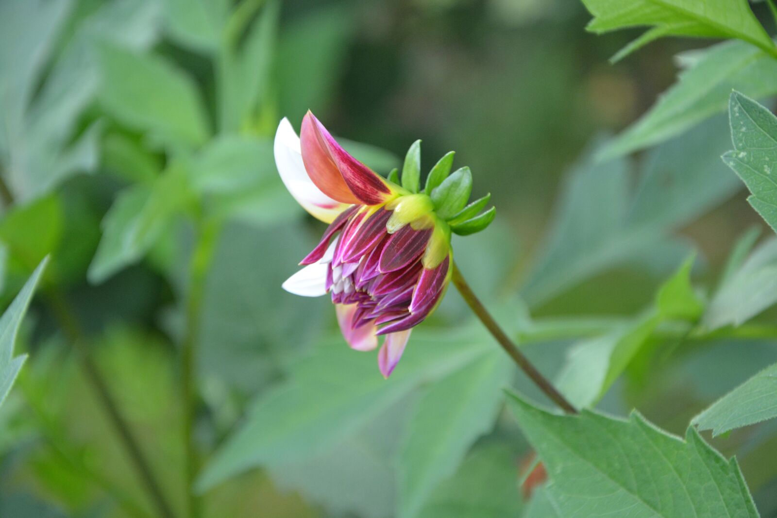 Nikon D5200 sample photo. Flowers profile on flower photography