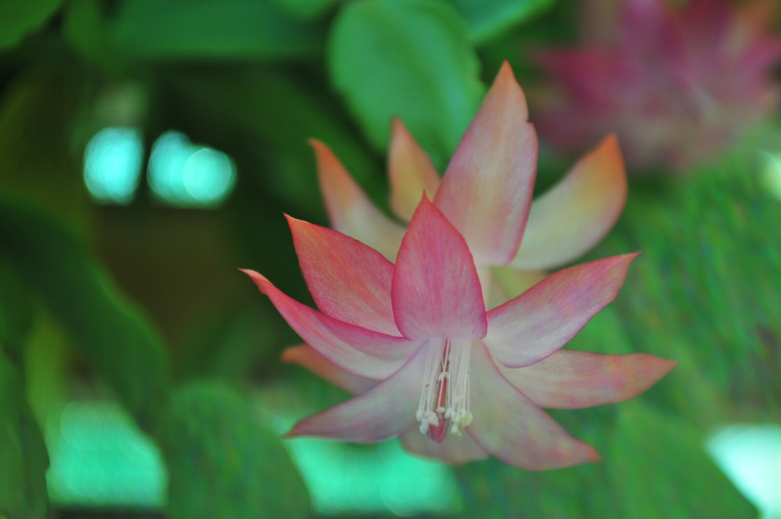 Nikon D300 sample photo. Spring, summer, blossom photography