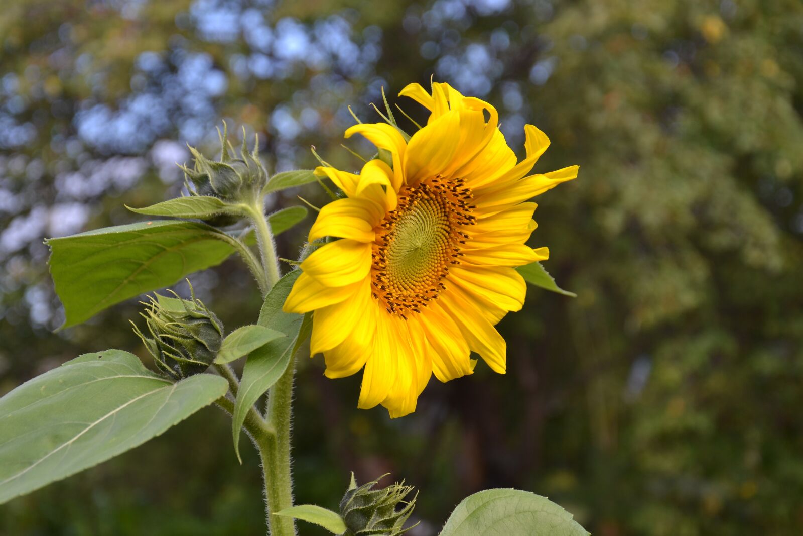 Nikon D3100 sample photo. Sunflower, plant, flower photography