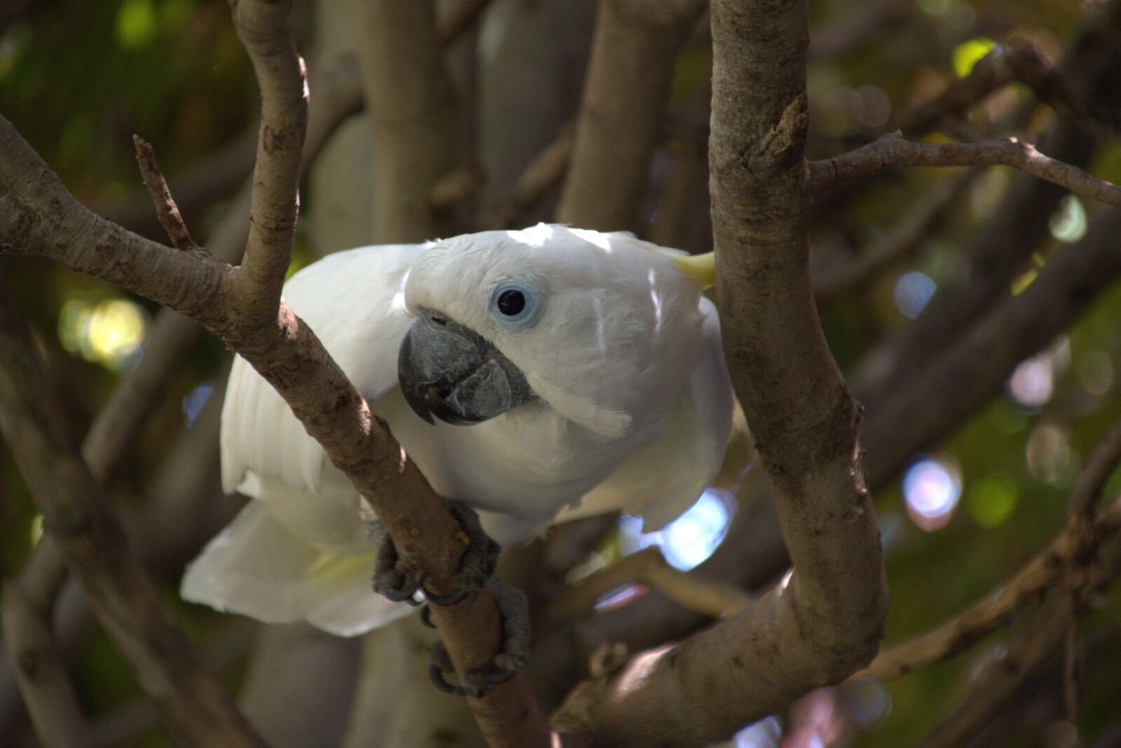 Nikon D5500 sample photo. Cockatoo, parrot, white photography