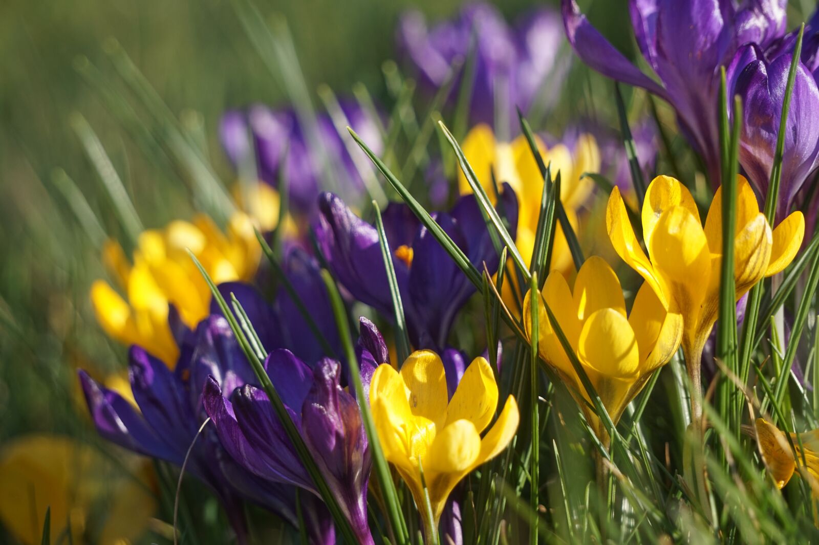Sony Alpha a5000 (ILCE 5000) + Sony E 55-210mm F4.5-6.3 OSS sample photo. Crocus, spring, nature photography