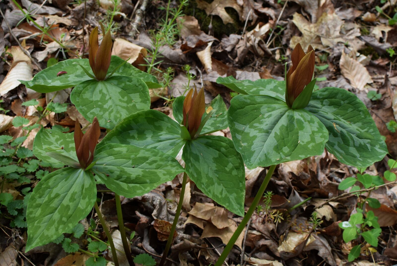 Nikon D3300 sample photo. Trillium, grouping, deep red photography