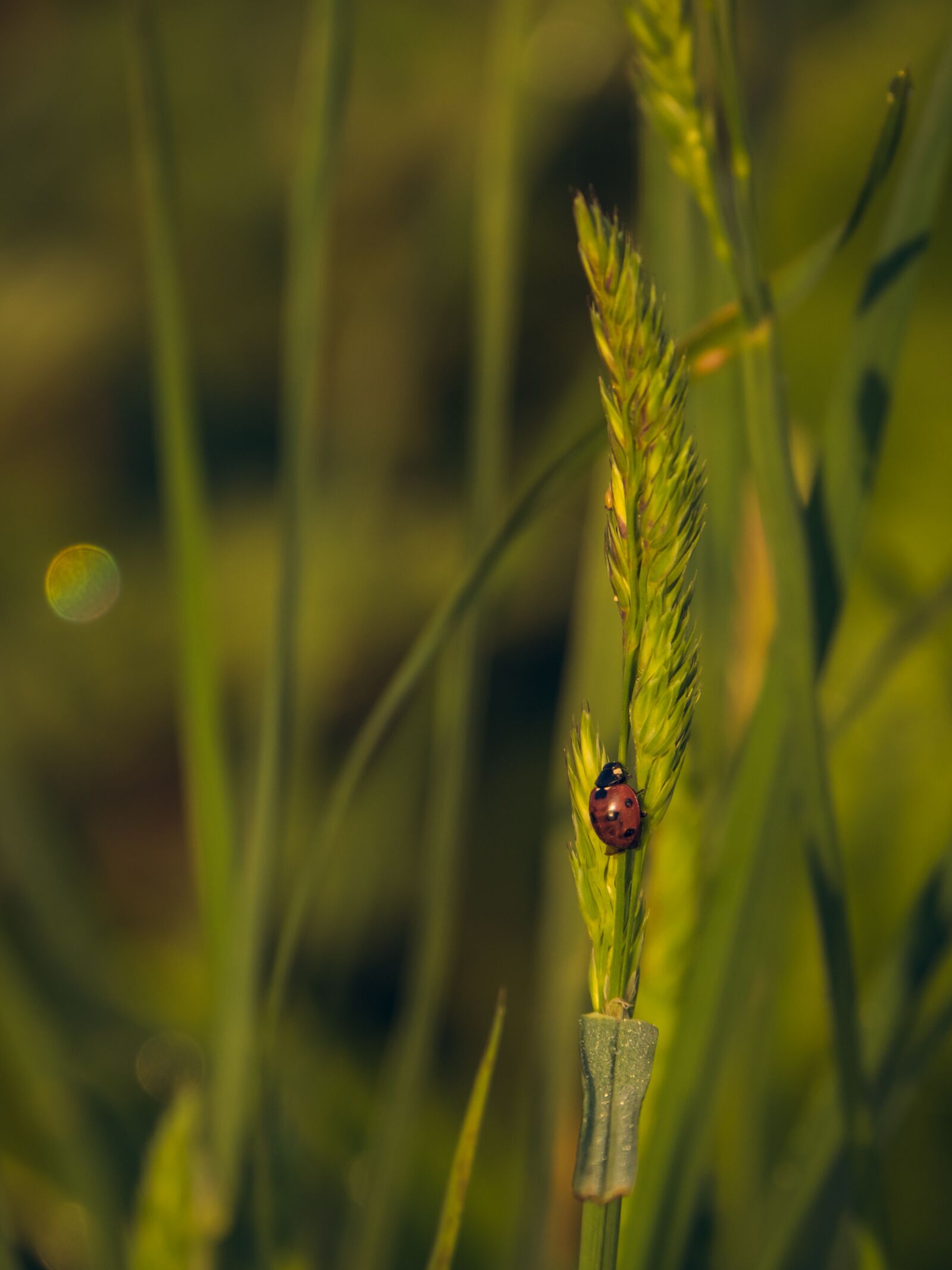 LEICA DG 100-400/F4.0-6.3 sample photo. Ladybird, ladybug, grass photography