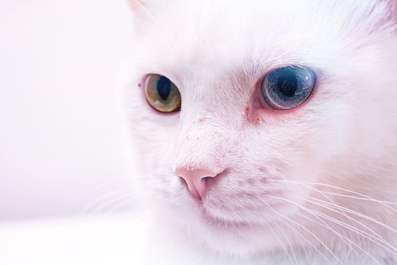 Nikon D3400 sample photo. Cat, white, heterochromia photography
