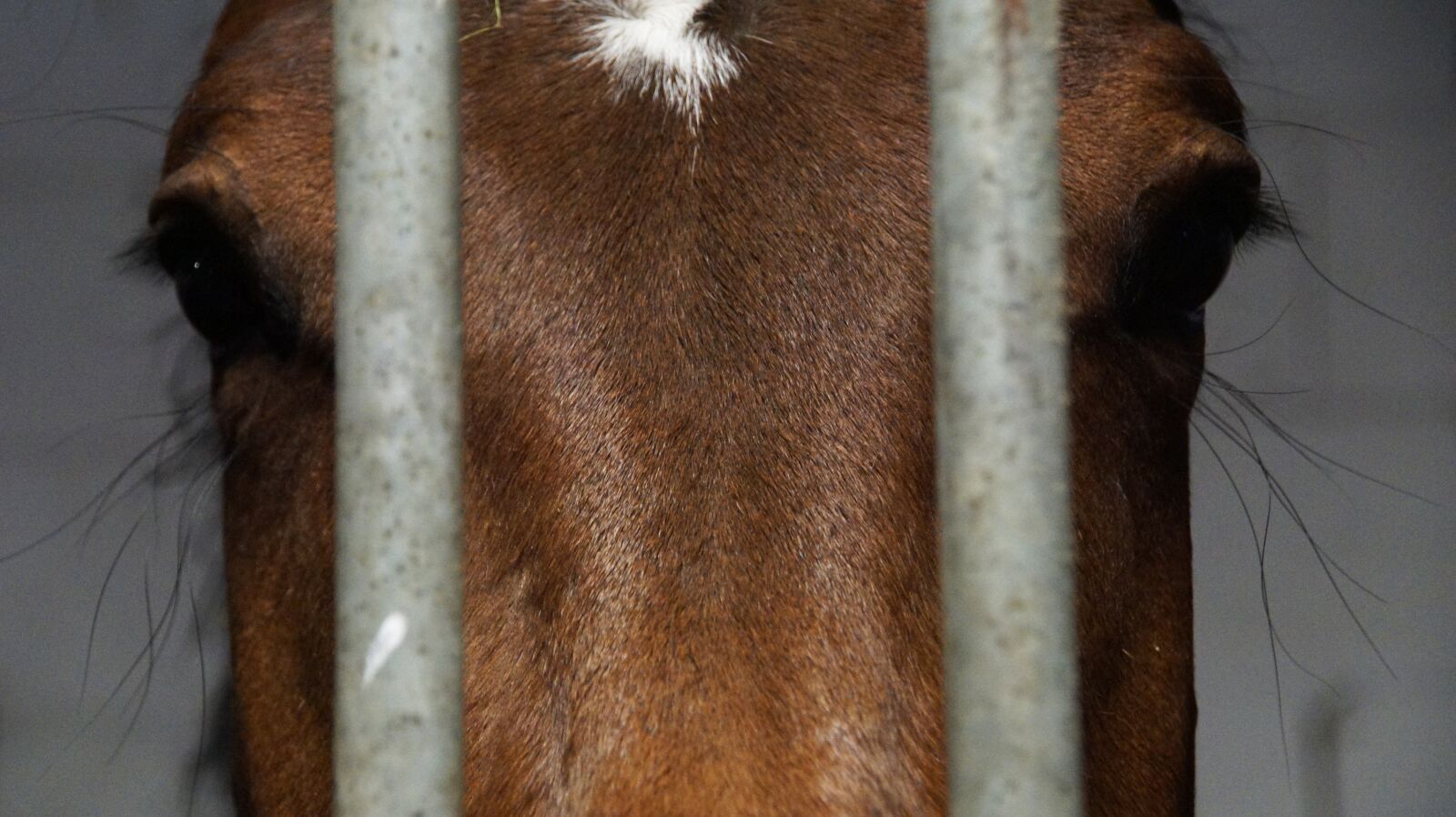 DT 18-270mm F3.5-6.3 SSM sample photo. Horse, box, stall photography