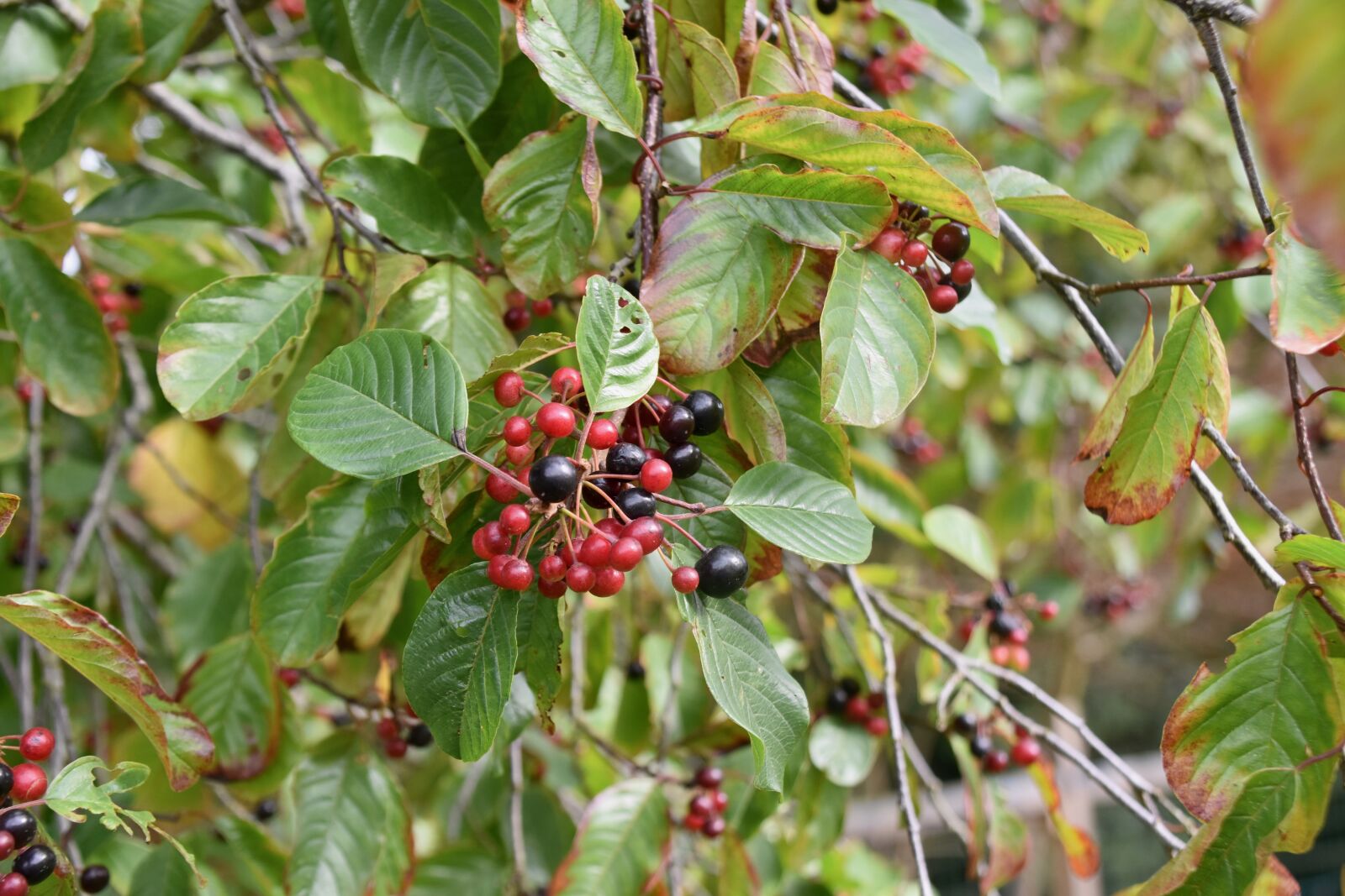 Nikon D5600 sample photo. Fruits, tree, foliage photography