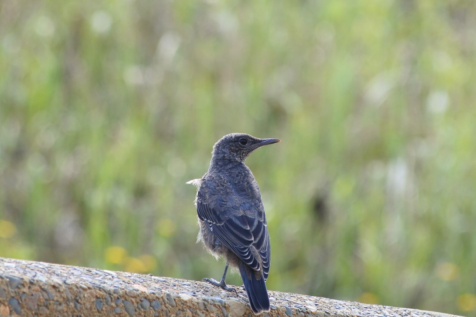 Nikon 1 J5 + VR 55-200mm f/4-5.6G sample photo. Animal, beach, little bird photography