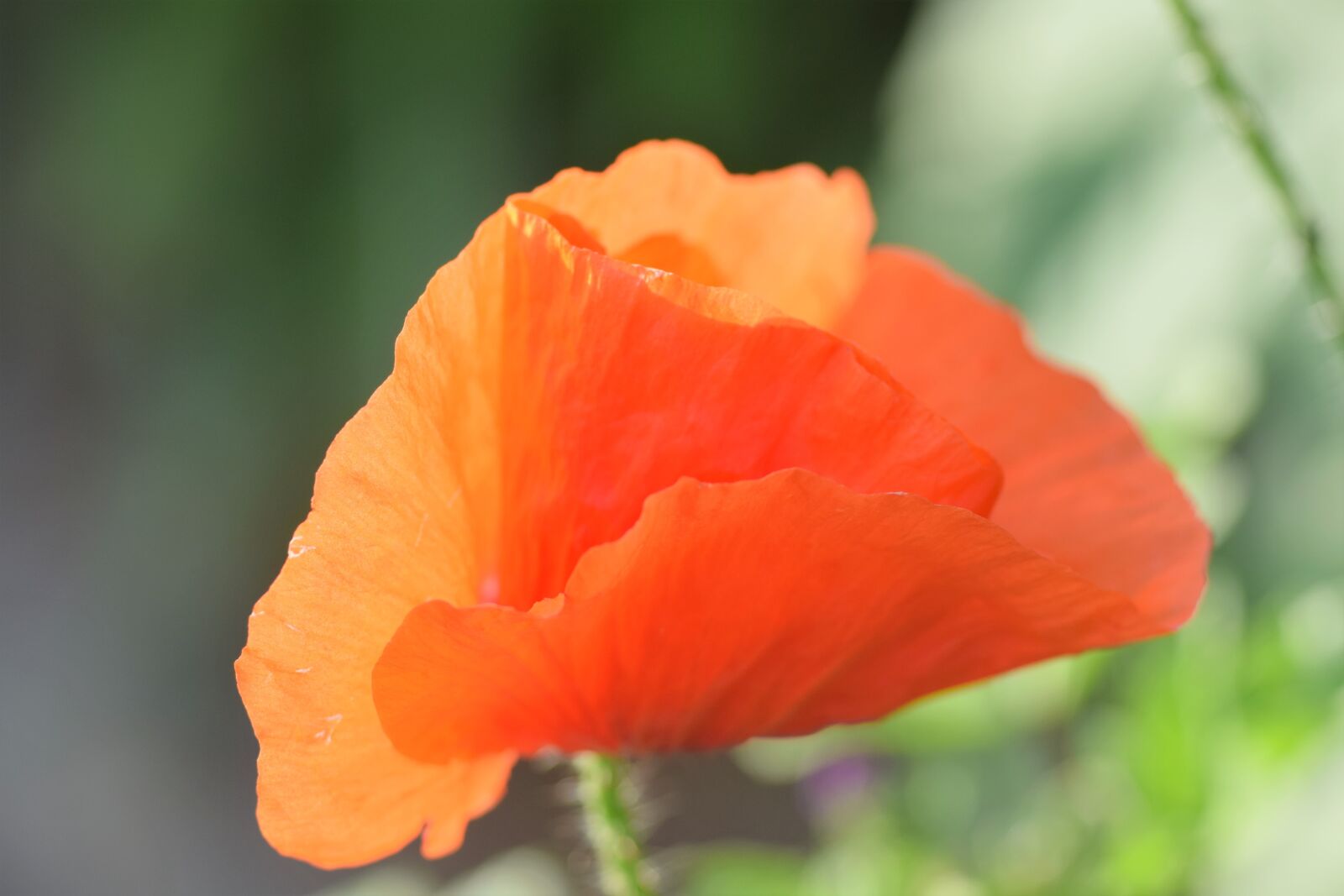 Nikon D5300 sample photo. Poppy, red, field photography