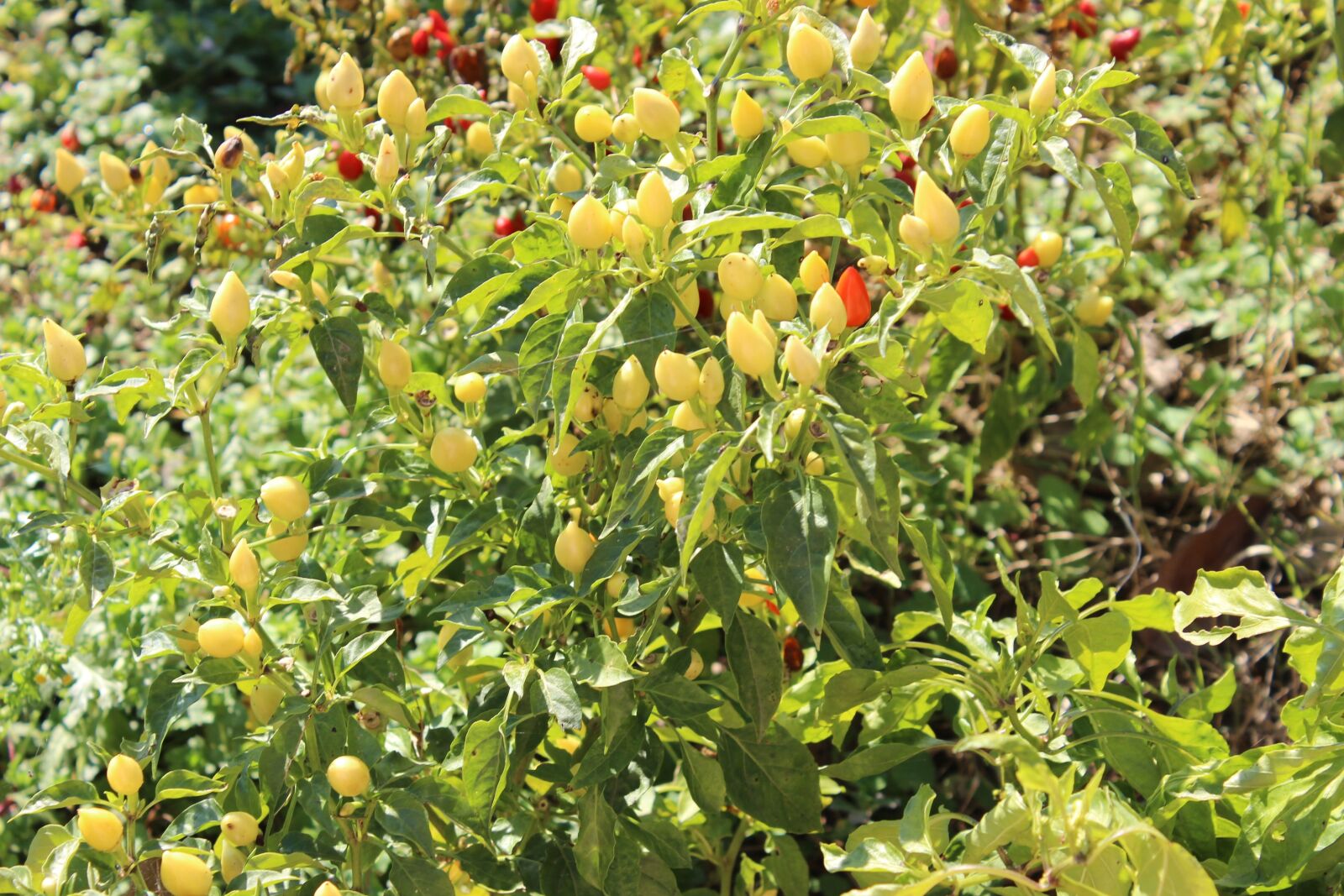 Canon EOS 600D (Rebel EOS T3i / EOS Kiss X5) sample photo. Garden, village, kocaeli photography