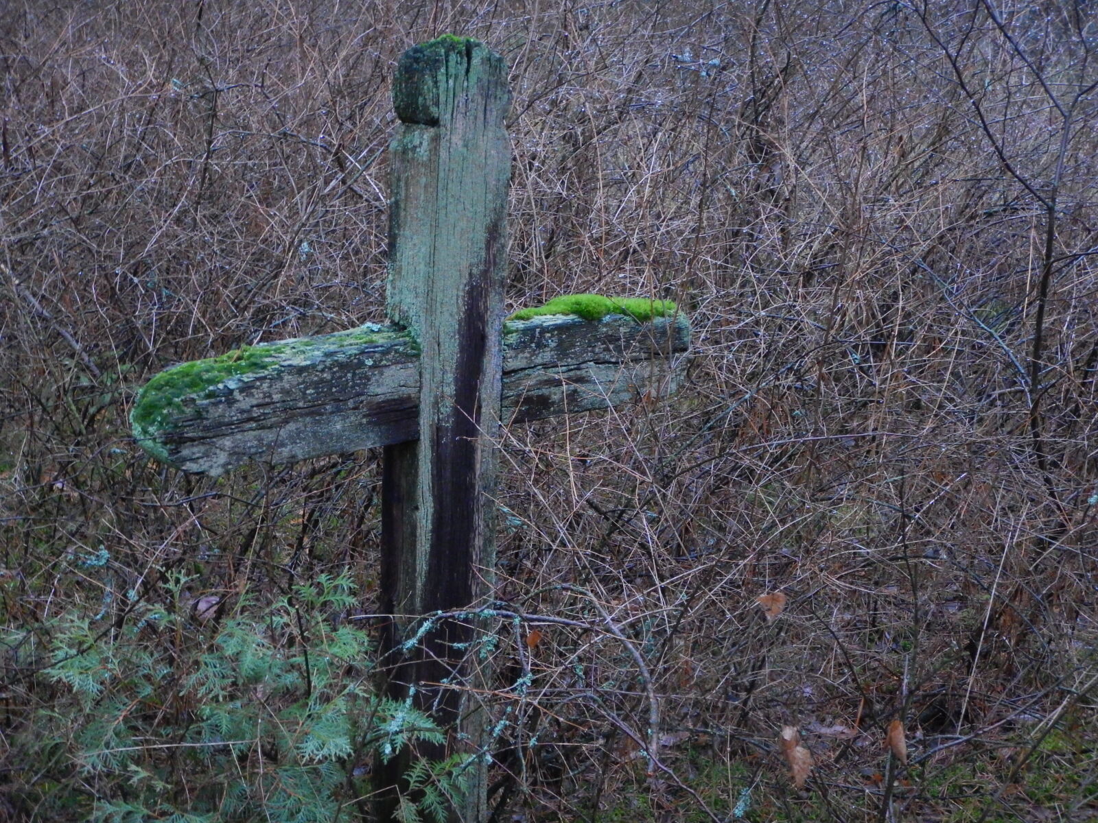 Nikon Coolpix AW130 sample photo. Bushes, cemetery, cross, forest photography