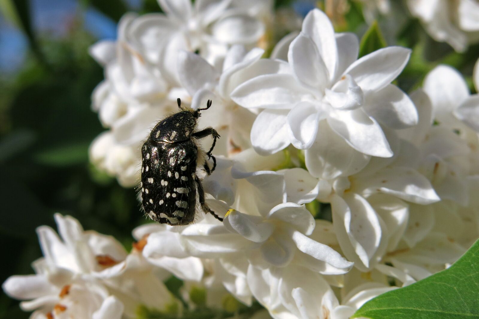 Canon PowerShot G15 sample photo. Grief rose beetle, oxythyrea photography