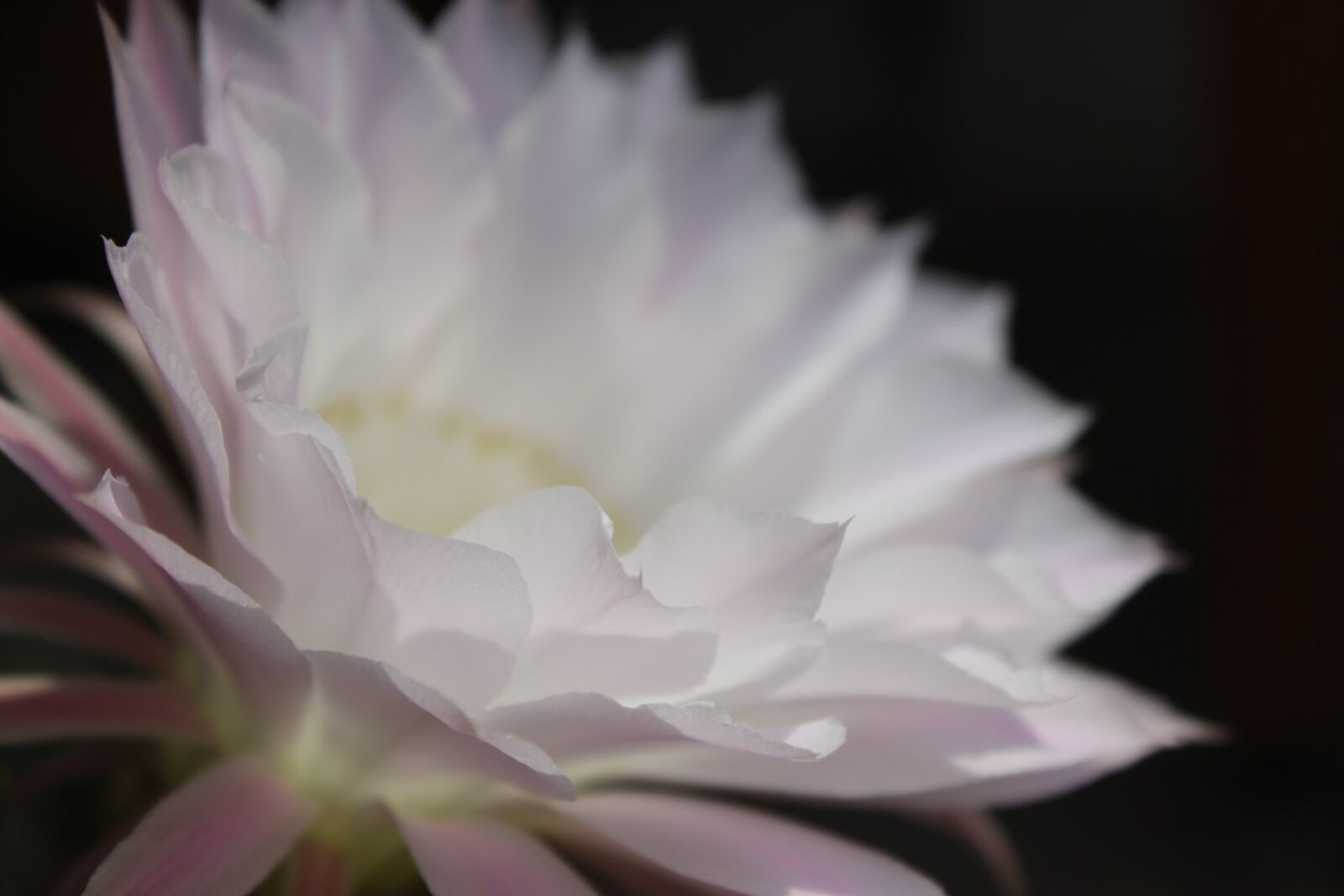 Canon EOS 1300D (EOS Rebel T6 / EOS Kiss X80) sample photo. Flower, white flower, cactus photography