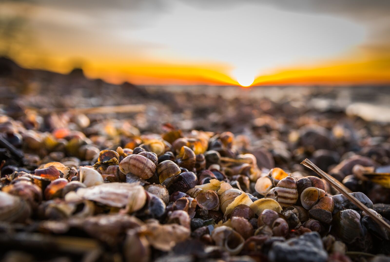 Sony a7R II + Canon EF 24-70mm F2.8L II USM sample photo. Beach, seashells, sunset photography