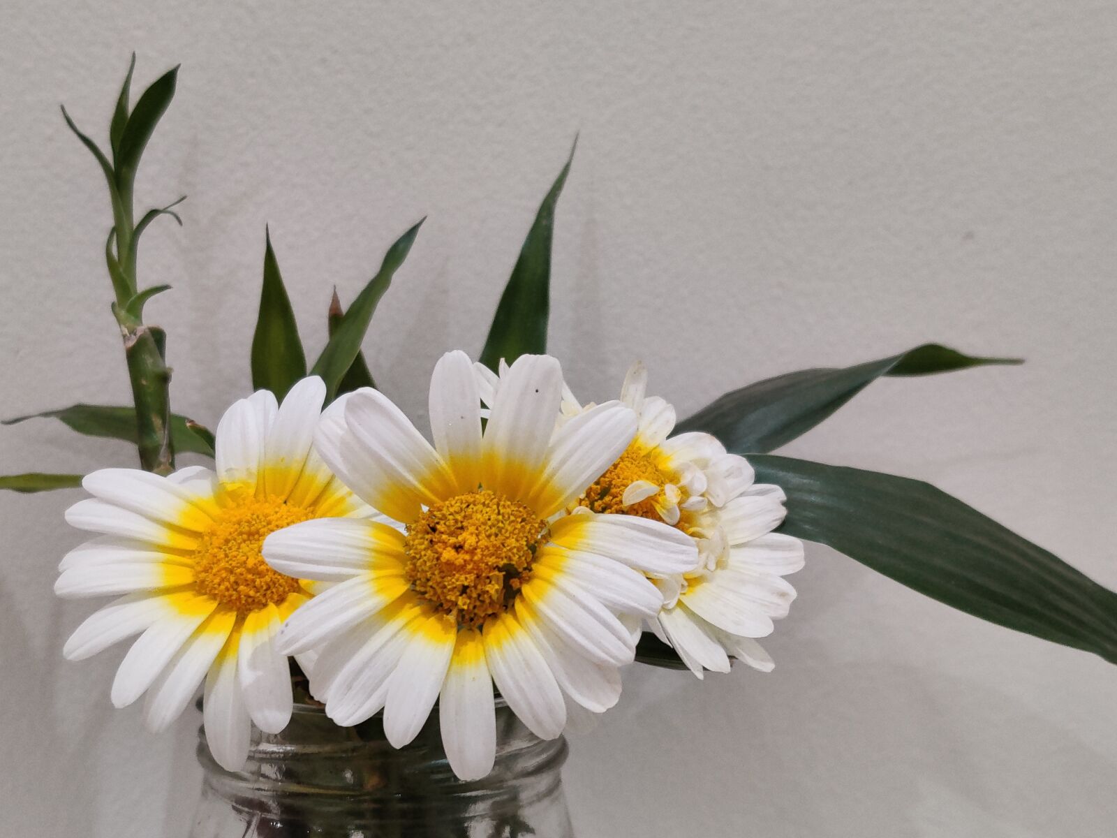 OnePlus HD1901 sample photo. Flowers, white flower, white photography