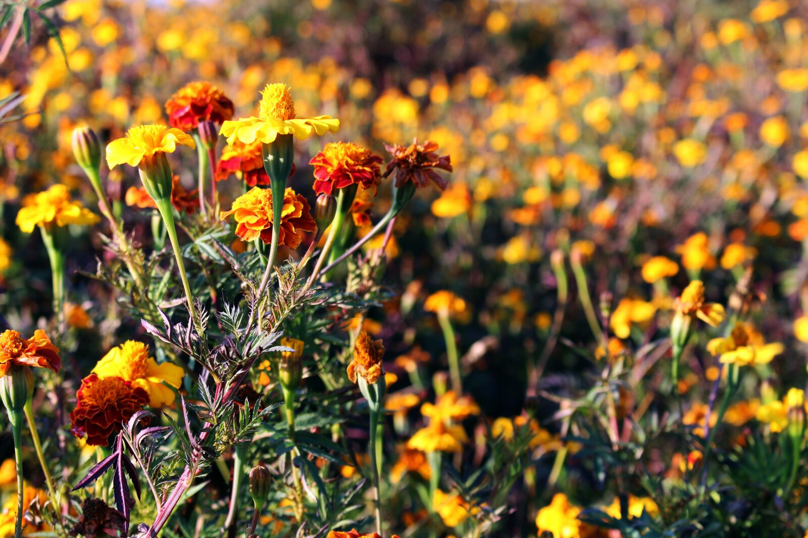 Canon EOS 700D (EOS Rebel T5i / EOS Kiss X7i) sample photo. Flower meadow, marigold, colorful photography