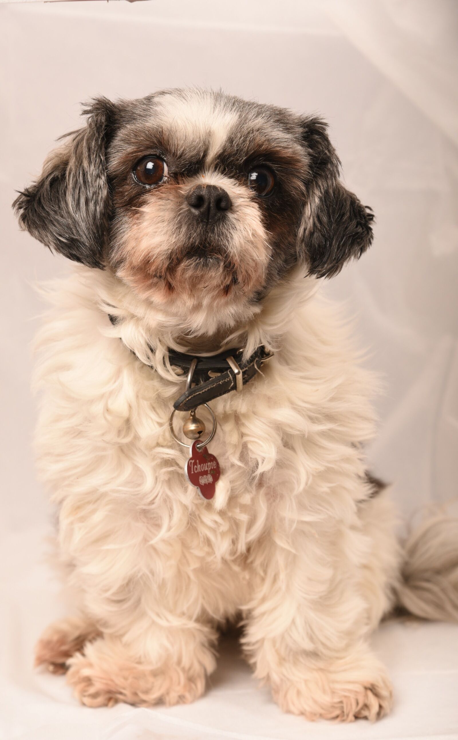 Nikon D750 sample photo. Dog, animals, domestic animal photography