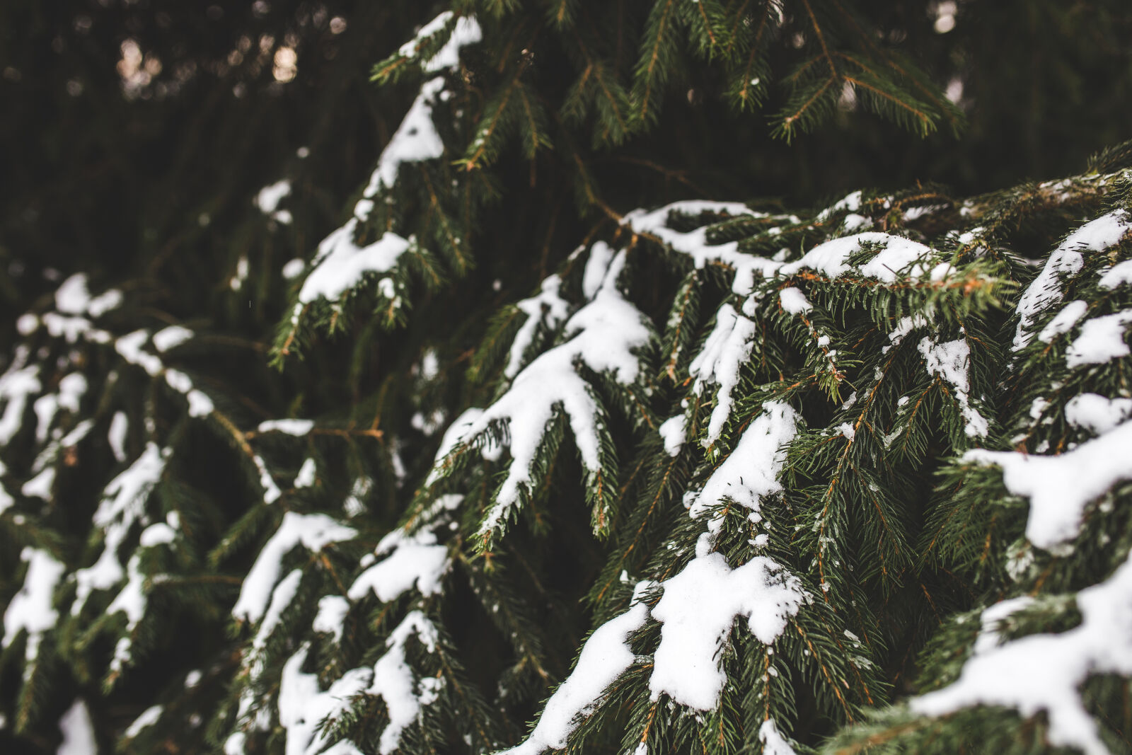 Canon EOS 6D + Sigma 35mm F1.4 DG HSM Art sample photo. Evergreen, spruce, tree, with photography