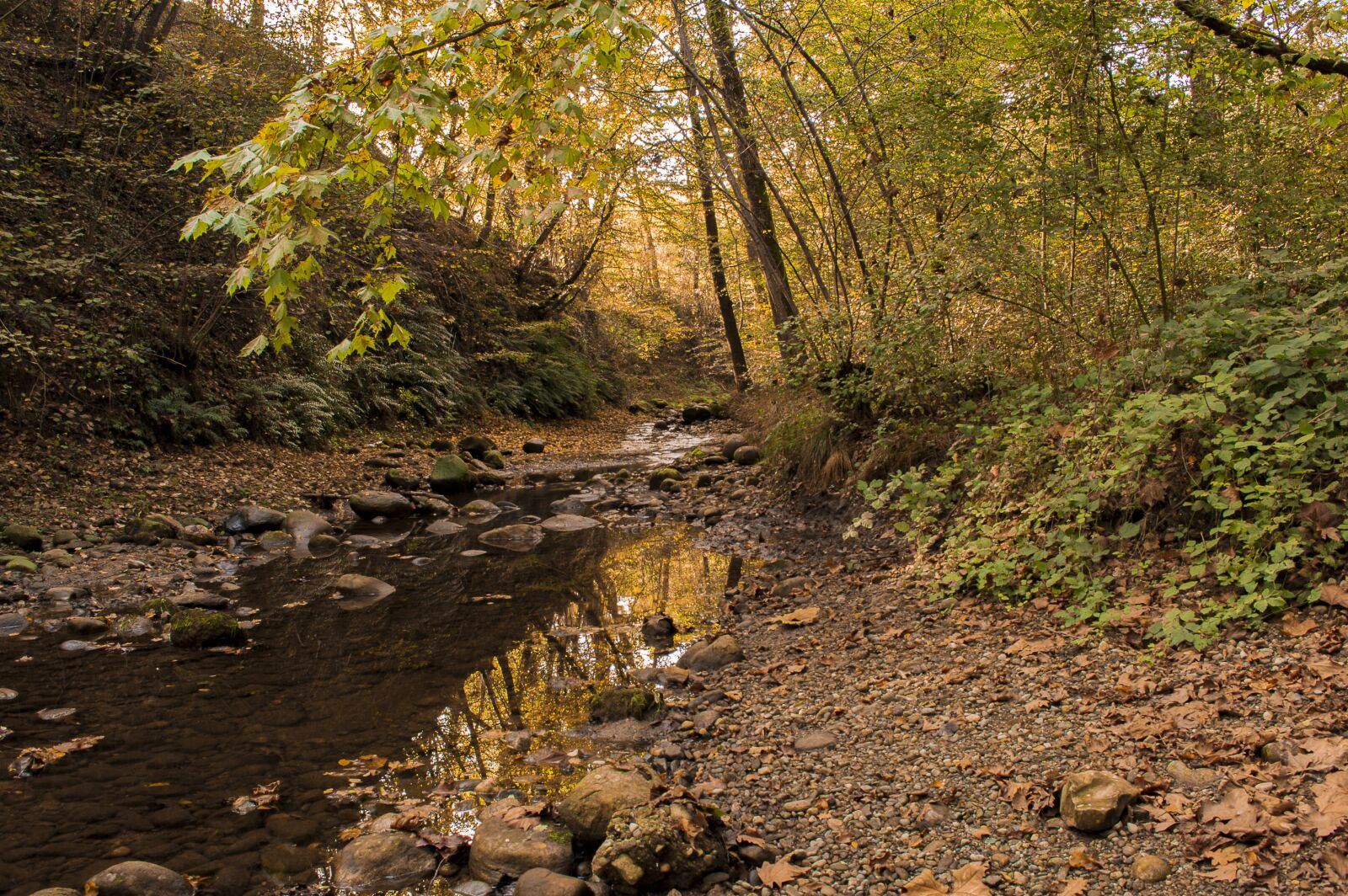 Nikon D3200 sample photo. Forest, landscape, nature photography