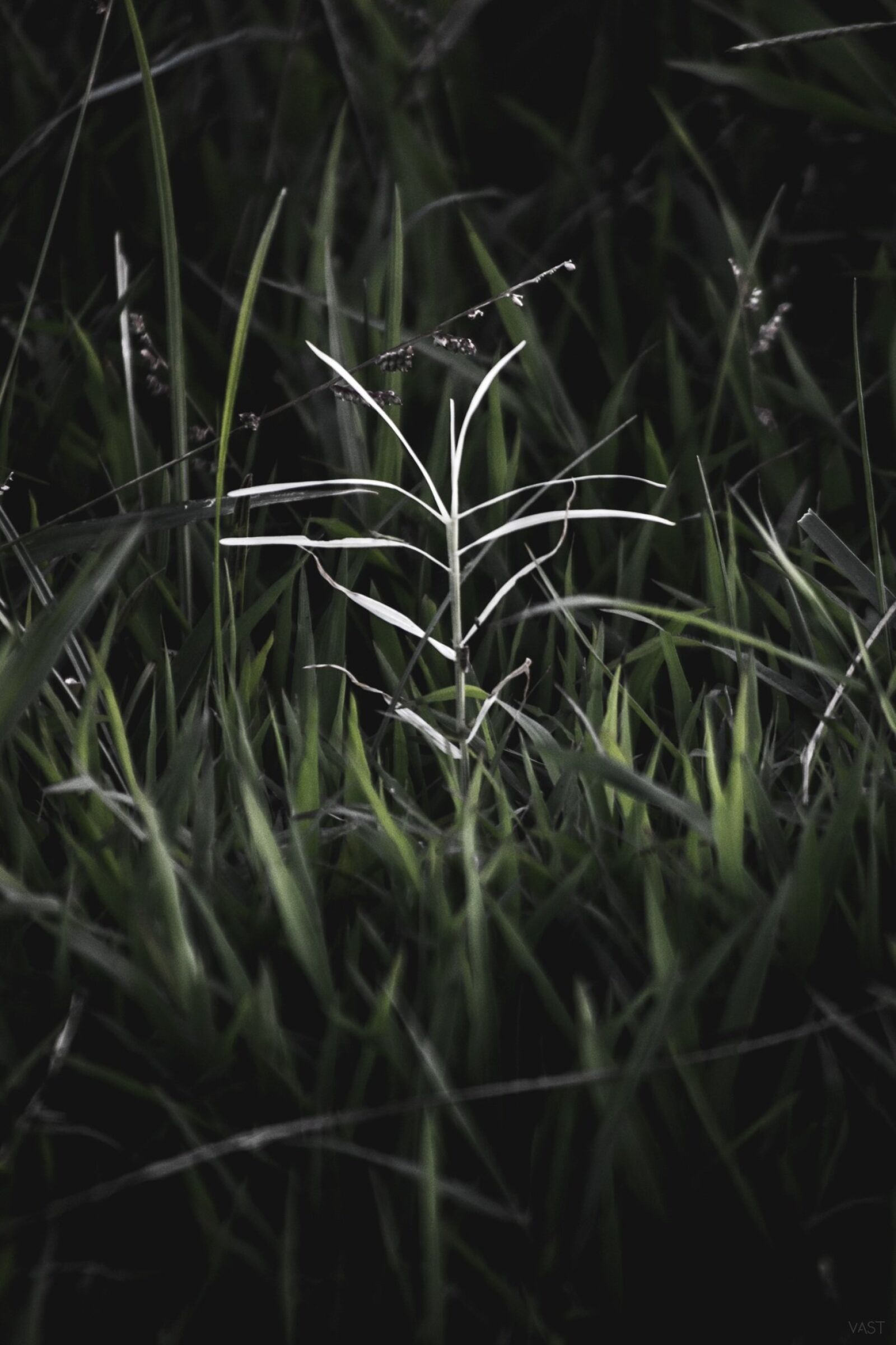 Nikon D5200 sample photo. Plant, nature, natural photography
