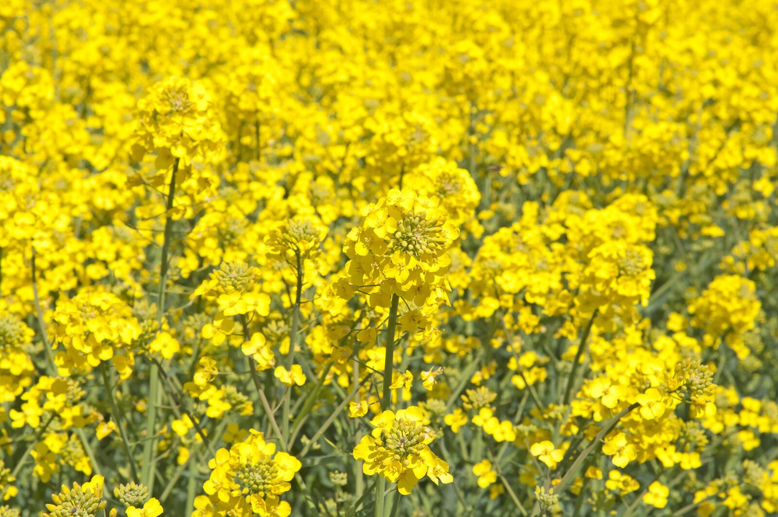 Nikon D300 sample photo. Canola, summer, field photography