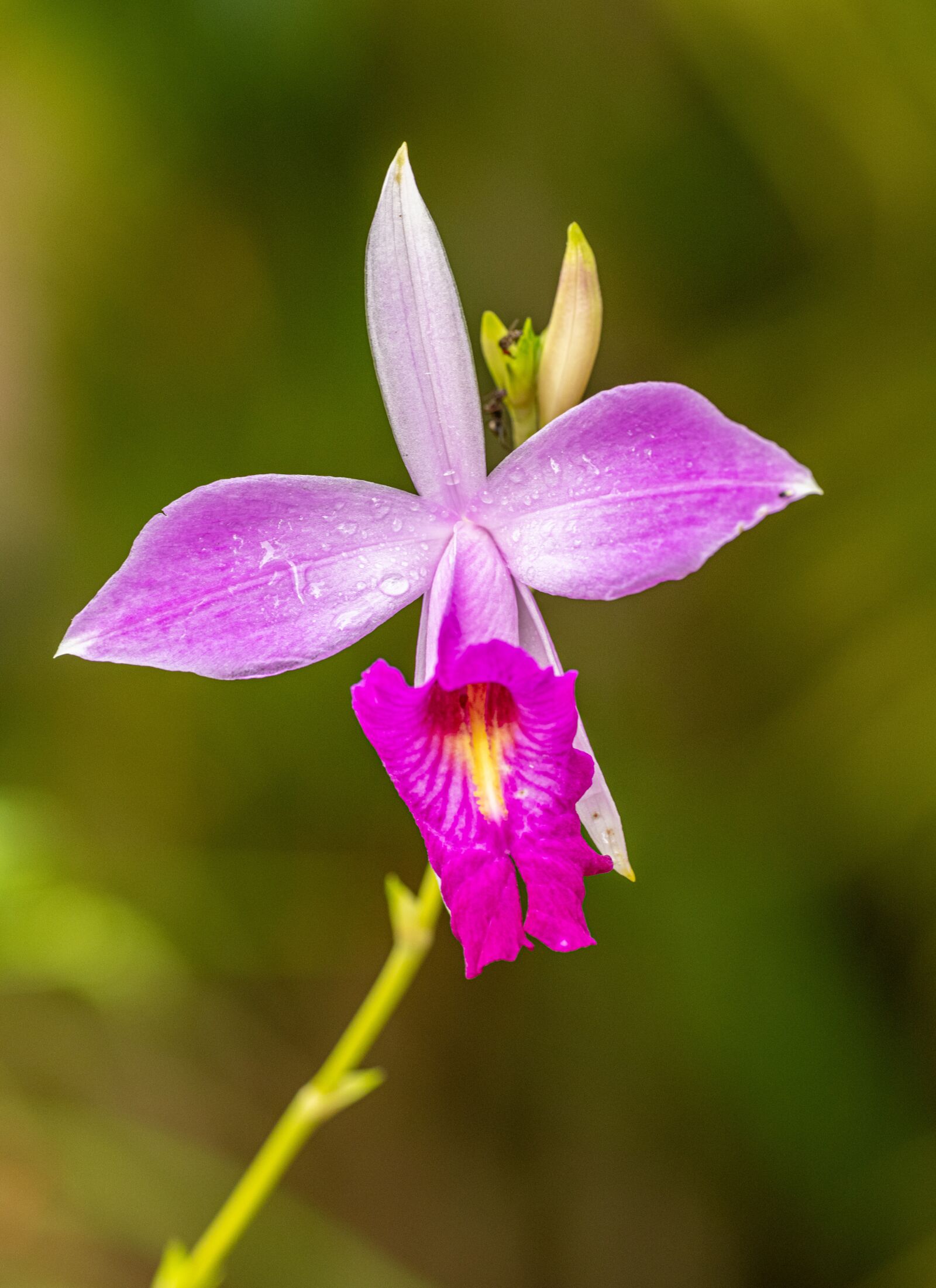 Nikon D850 sample photo. Orchid, pink, flower photography
