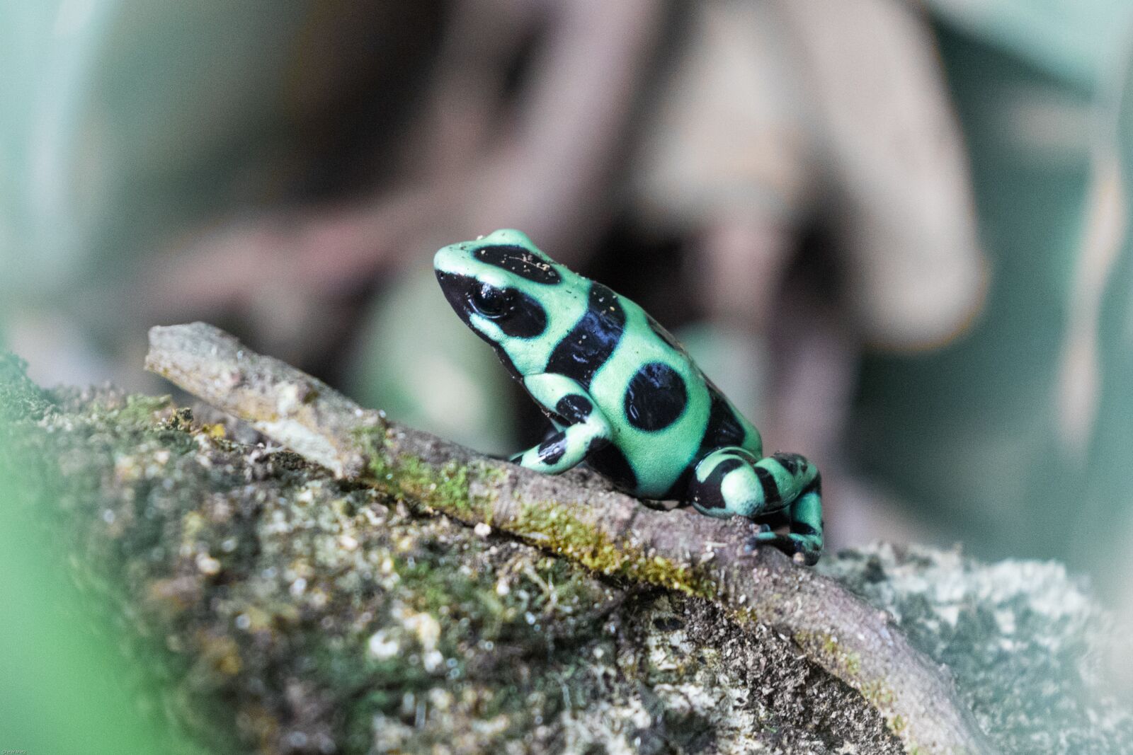 Canon EOS 7D Mark II sample photo. Poison frog, poison dart photography
