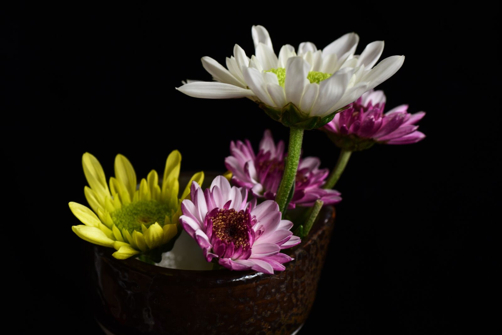 Nikon D5500 sample photo. Flower, purple, beautiful photography