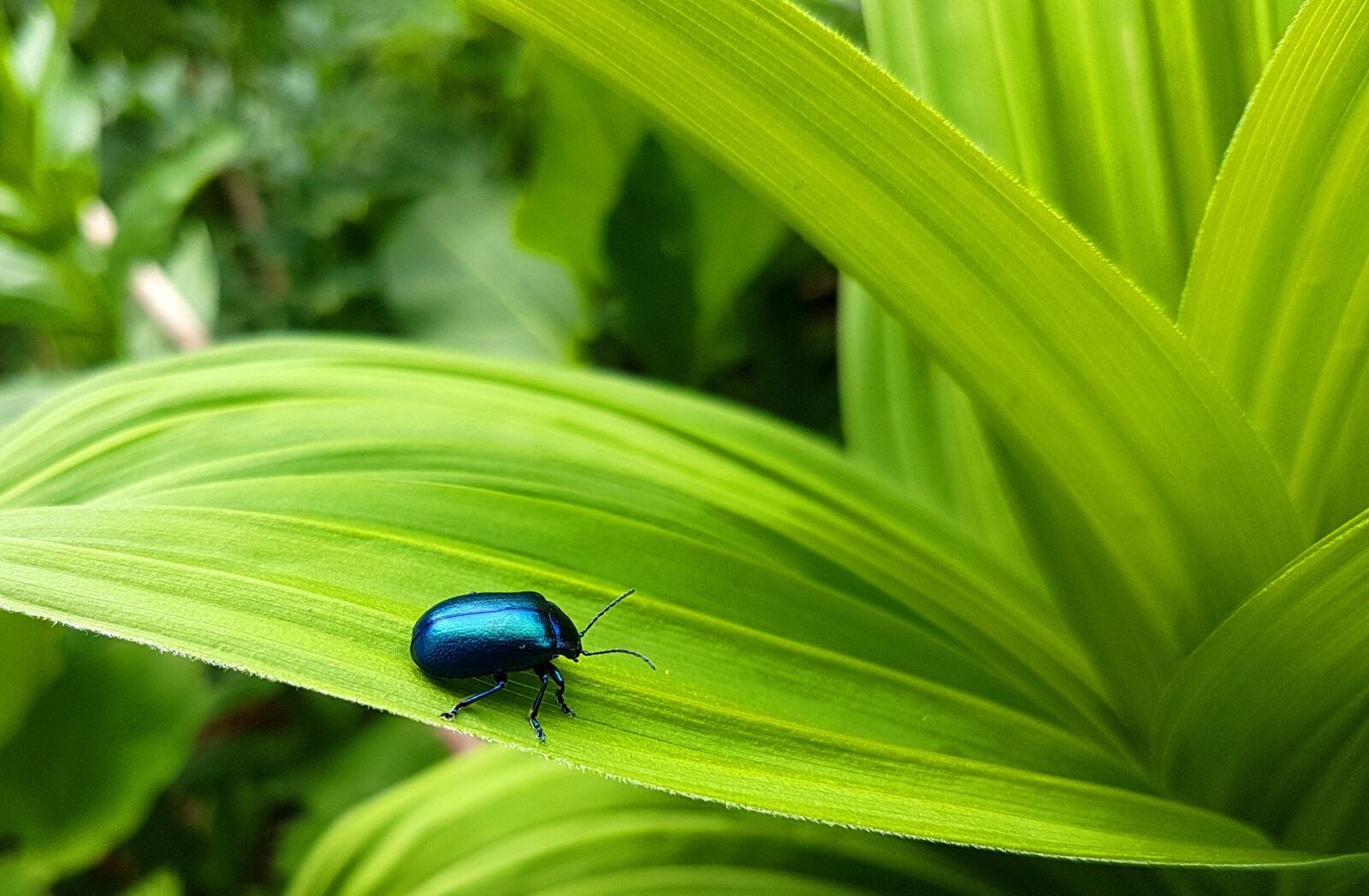 Samsung Galaxy S7 sample photo. Alder leaf beetles, blue photography