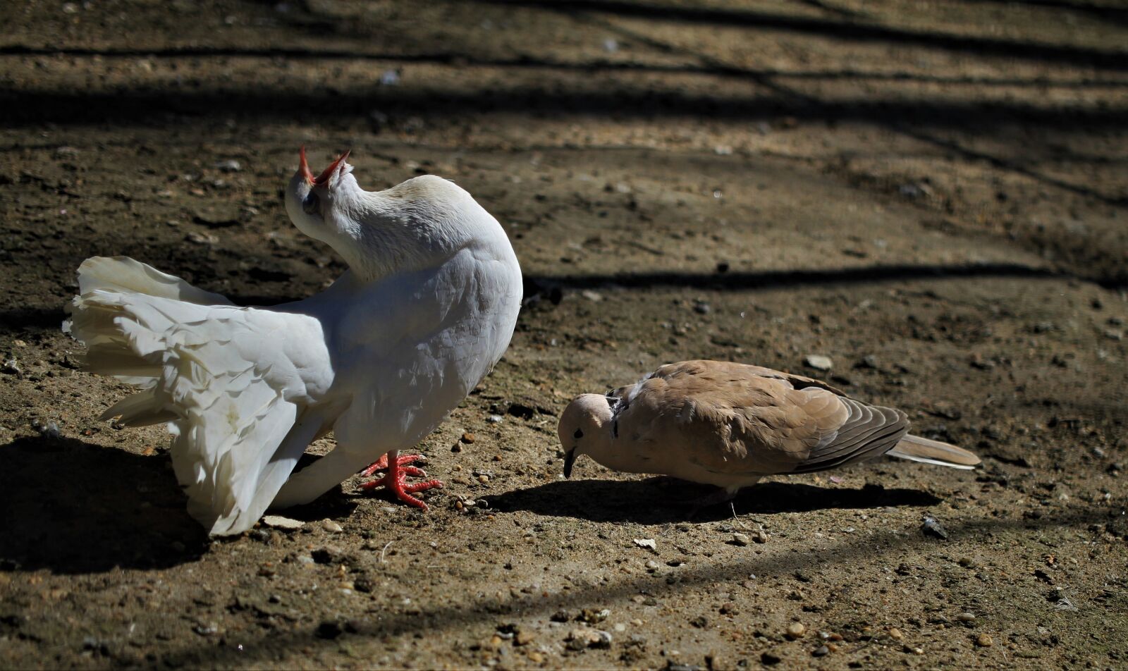 Canon EOS 7D sample photo. Pigeons, love dance, courtship photography