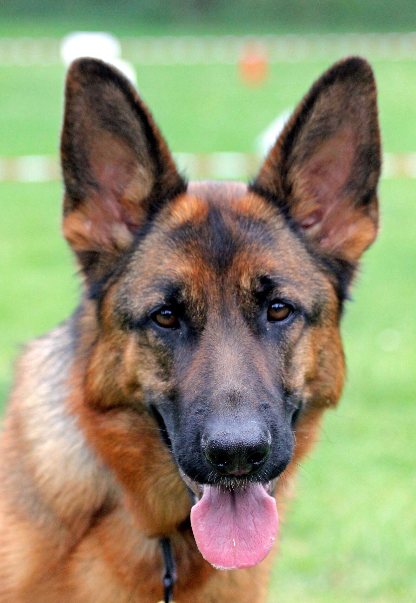 Canon EOS 550D (EOS Rebel T2i / EOS Kiss X4) sample photo. German shepherd dog, bitch photography
