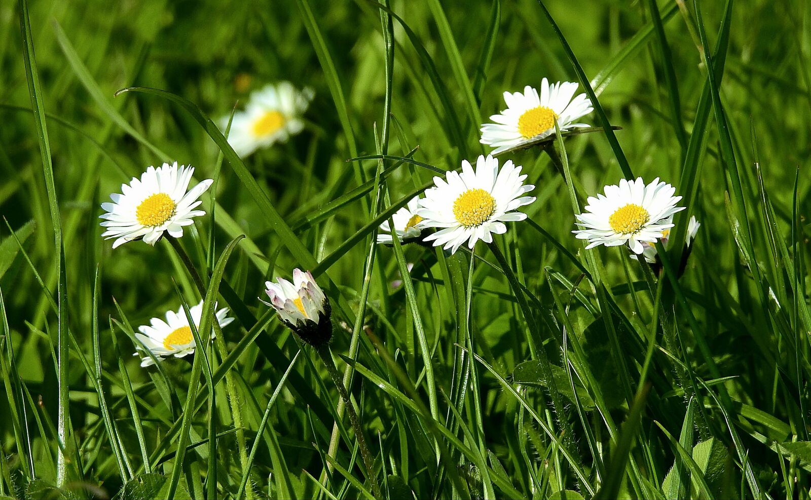 Nikon Coolpix P900 sample photo. Nature, meadow, plant photography