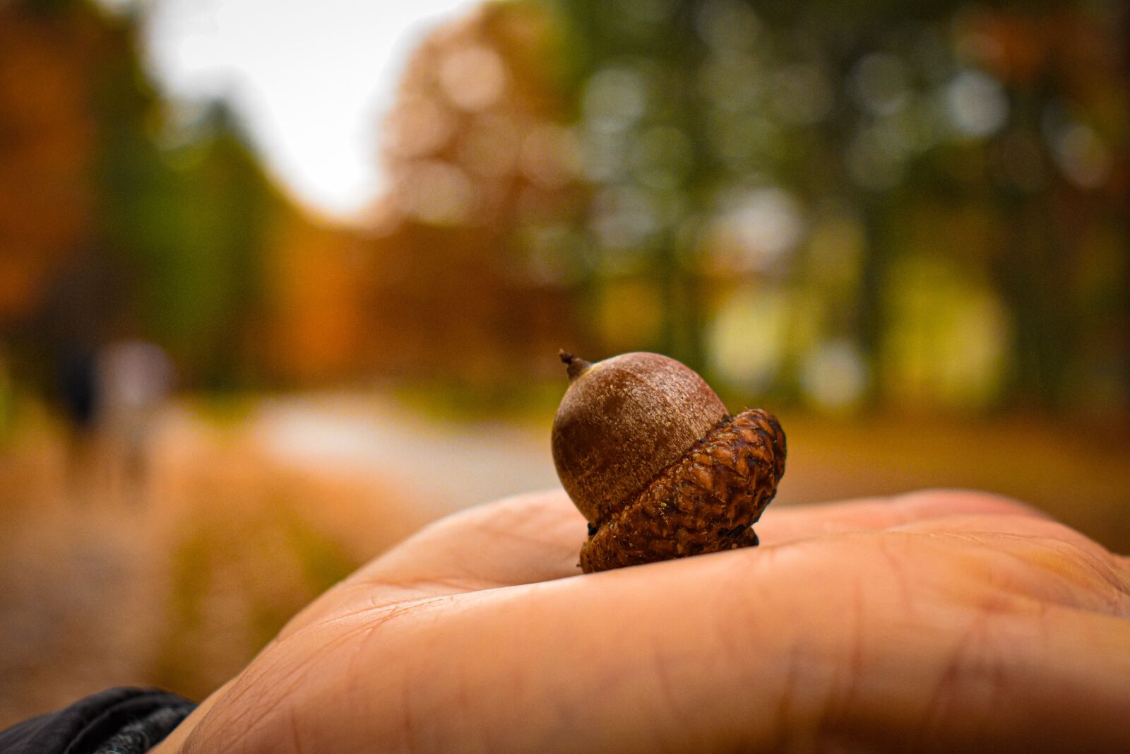 Nikon D3400 sample photo. Fall, autumn, colors photography