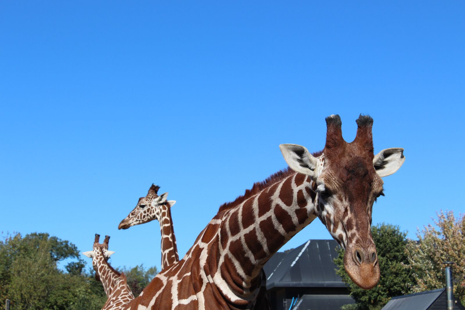 Canon EOS 650D (EOS Rebel T4i / EOS Kiss X6i) sample photo. Animals, zoo, africa photography
